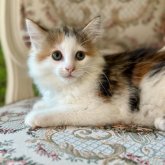 ノルウェージャンフォレストキャット