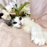 ノルウェージャンフォレストキャット【兵庫県・男の子・2025年2月18日・シルバークラシックタビーアンドホワイト】の写真1