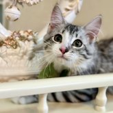 ノルウェージャンフォレストキャット