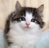 ノルウェージャンフォレストキャット