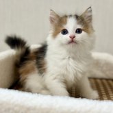 ノルウェージャンフォレストキャット