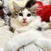 ノルウェージャンフォレストキャット