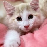 ノルウェージャンフォレストキャット