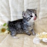ノルウェージャンフォレストキャット