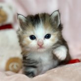 ノルウェージャンフォレストキャット