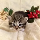 ノルウェージャンフォレストキャット