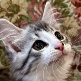 ノルウェージャンフォレストキャット