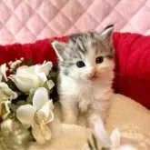 ノルウェージャンフォレストキャット