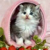 ノルウェージャンフォレストキャット