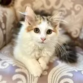 ノルウェージャンフォレストキャット