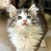 ノルウェージャンフォレストキャット