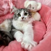 ノルウェージャンフォレストキャット