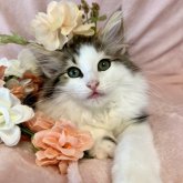 ノルウェージャンフォレストキャット
