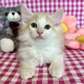 ノルウェージャンフォレストキャット