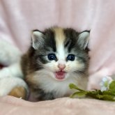 ノルウェージャンフォレストキャット