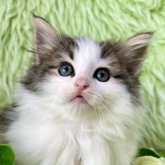 ノルウェージャンフォレストキャット