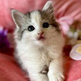 ノルウェージャンフォレストキャット