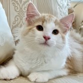 ノルウェージャンフォレストキャット