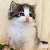 ノルウェージャンフォレストキャット