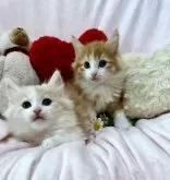 ノルウェージャンフォレストキャット【兵庫県・男の子・2024年12月13日・レッドマッカレルタビーアンドホワイト】の写真2