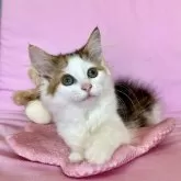 ノルウェージャンフォレストキャット【兵庫県・女の子・2025年7月23日・ブラウンパッチドタビーアンドホワイト】の写真5「お行儀の良いお嬢ちゃま🎀」