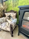 ノルウェージャンフォレストキャット【兵庫県・男の子・2025年10月1日・ブラック(ブラウン)タビーアンドホワイト】の写真5「パチパチ言っててあったかいにゃ〜😺」