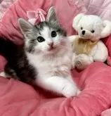 ノルウェージャンフォレストキャット【兵庫県・男の子・2025年2月18日・シルバークラシックタビーアンドホワイト】の写真6