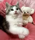 ノルウェージャンフォレストキャット【兵庫県・男の子・2025年2月18日・シルバークラシックタビーアンドホワイト】の写真7