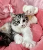 ノルウェージャンフォレストキャット【兵庫県・女の子・2024年12月20日・シルバーパッチドタビーアンドホワイト】の写真6