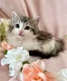 ノルウェージャンフォレストキャット【兵庫県・女の子・2024年12月24日・シルバータビーアンドホワイト】の写真8