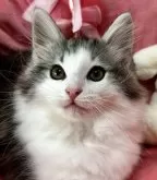 ノルウェージャンフォレストキャット【兵庫県・男の子・2025年2月18日・シルバークラシックタビーアンドホワイト】の写真9