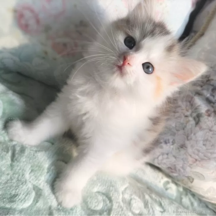 ID：2408-00528の子猫