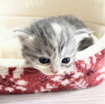 サイベリアン【栃木県・女の子・2024年6月27日・ブルータビー】の写真「姉妹の中で一番のぱっちりおめめ」