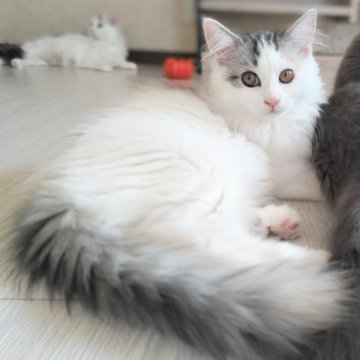 サイベリアン【栃木県・女の子・2024年6月27日・キャリコ】の写真「ころんころんでのんびりな女の子です🐾」