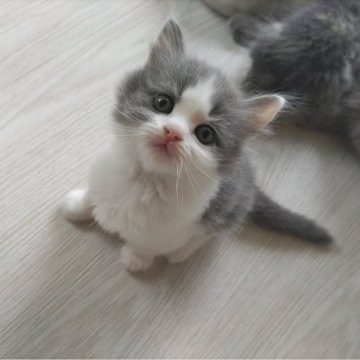 サイベリアン【栃木県・男の子・2024年7月6日・ブルー&ホワイト】の写真「かわいいハチワレくん🐾やんちゃ全開の動画あり」