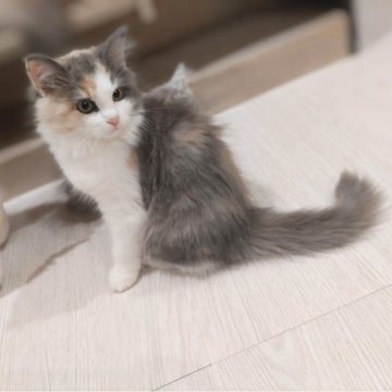 サイベリアン【栃木県・女の子・2024年7月11日・ダイリュートキャリコ】の写真「特徴的なアイラインでもふもふな女の子🐾」