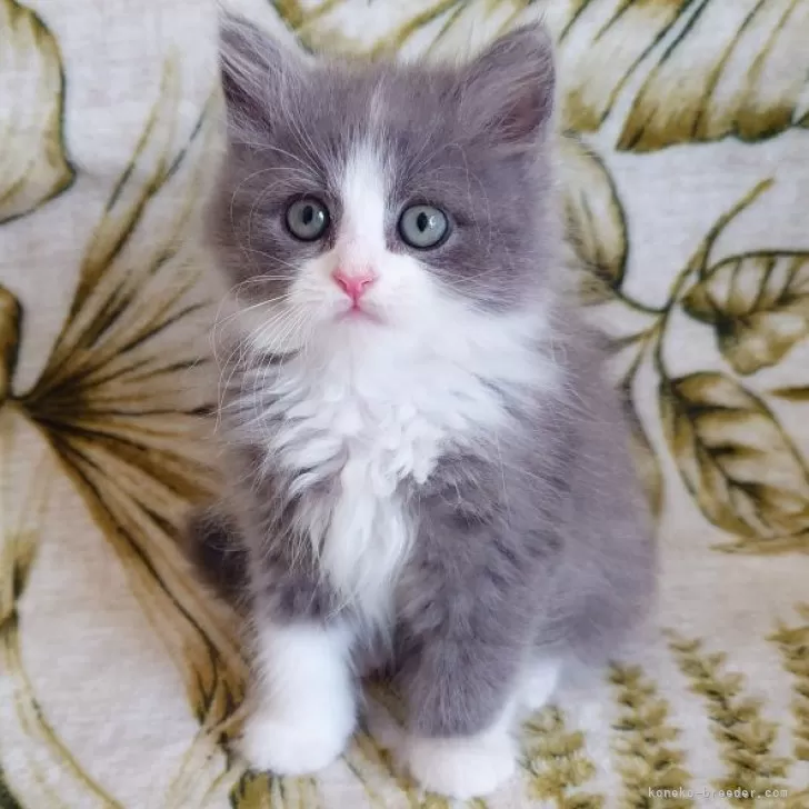 ID：2503-00991の子猫