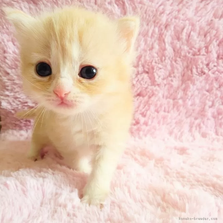 ID:2506-01176の子猫