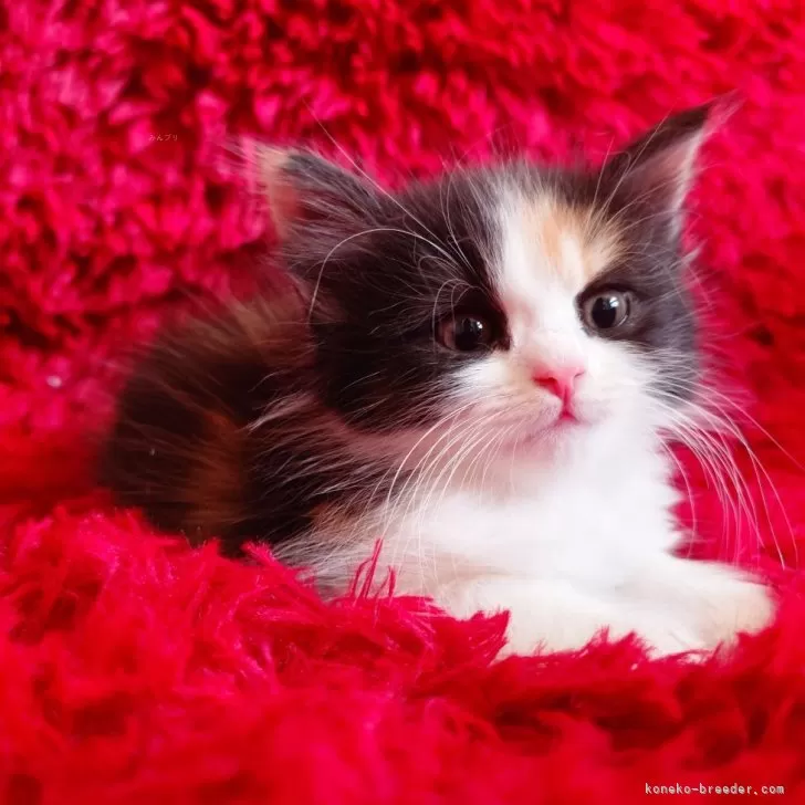 ID：2504-02373の子猫