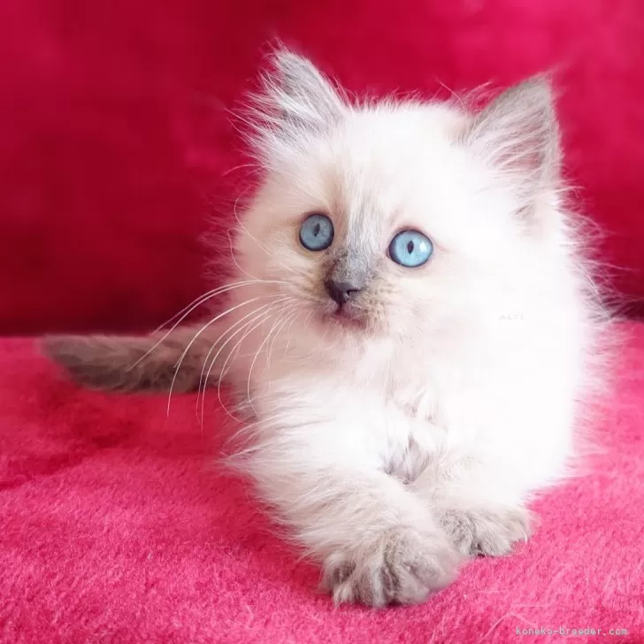 ID:2503-01001の子猫