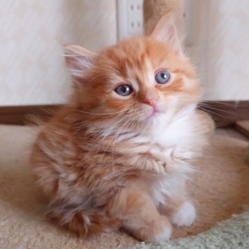 サイベリアン【栃木県・男の子・2025年5月16日・レッドタビー&ホワイト】の写真「しょぼくれた表情が可愛いマイペースな僕ちゃん🍼」