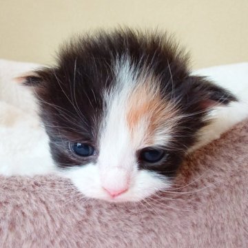 サイベリアン【栃木県・女の子・2025年4月7日・キャリコ】の写真「目が可愛いはちわれ風キャリコちゃん🐾」