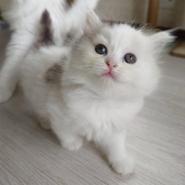 サイベリアン【栃木県・女の子・2025年5月16日・キャリコ(仮)】の写真「雪だるまのようなずっしりぼでぃが可愛い女の子🩷」