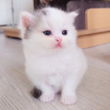 サイベリアン【栃木県・女の子・2025年5月16日・キャリコ(仮)】の写真「雪だるまのようなずっしりぼでぃが可愛い女の子🩷」