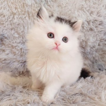 サイベリアン【栃木県・男の子・2025年1月25日・ブラック&ホワイト(仮)】の写真「背中にひっついて降りない甘えん坊くん🍼」