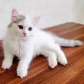 サイベリアン