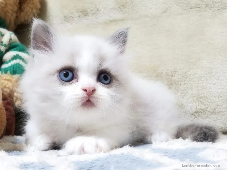 コ 様のお迎えした子猫