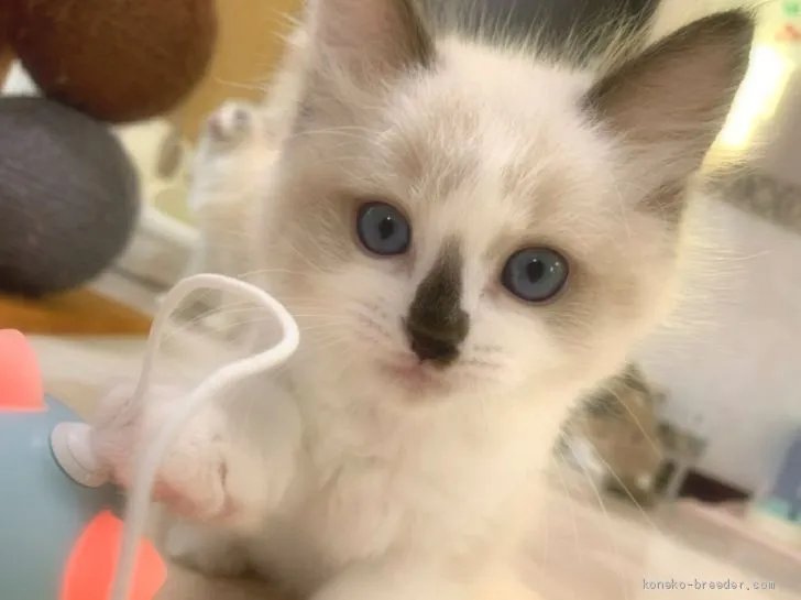 ID:2010-01745の子猫