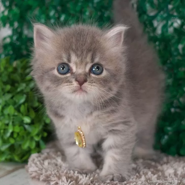 ゆんはん 様のお迎えした子猫