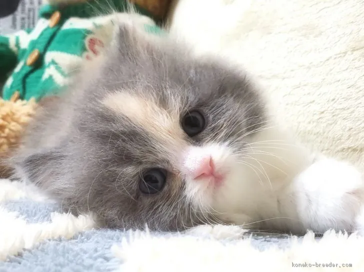 kaho 様のお迎えした子猫